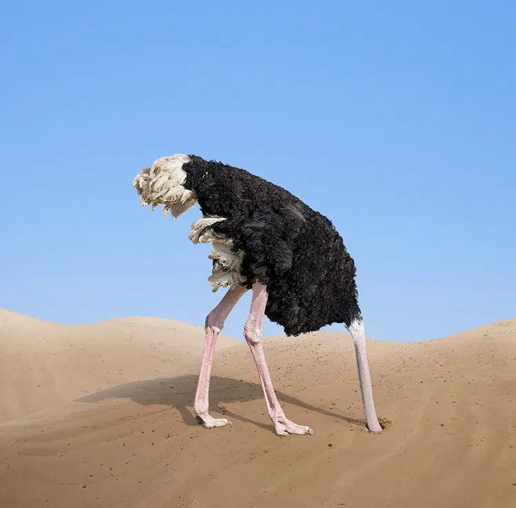 Or Not: Ostriches Bury Their Heads in Sand | Lethbridge News Now