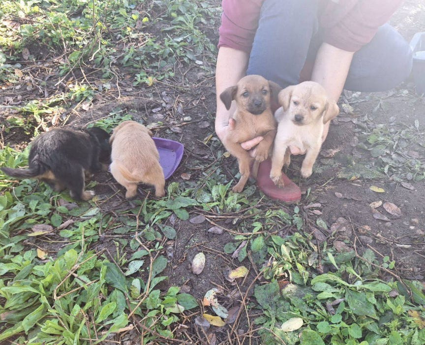 Une histoire à rebondissement : 7 chiots abandonnés adoptables en Gironde