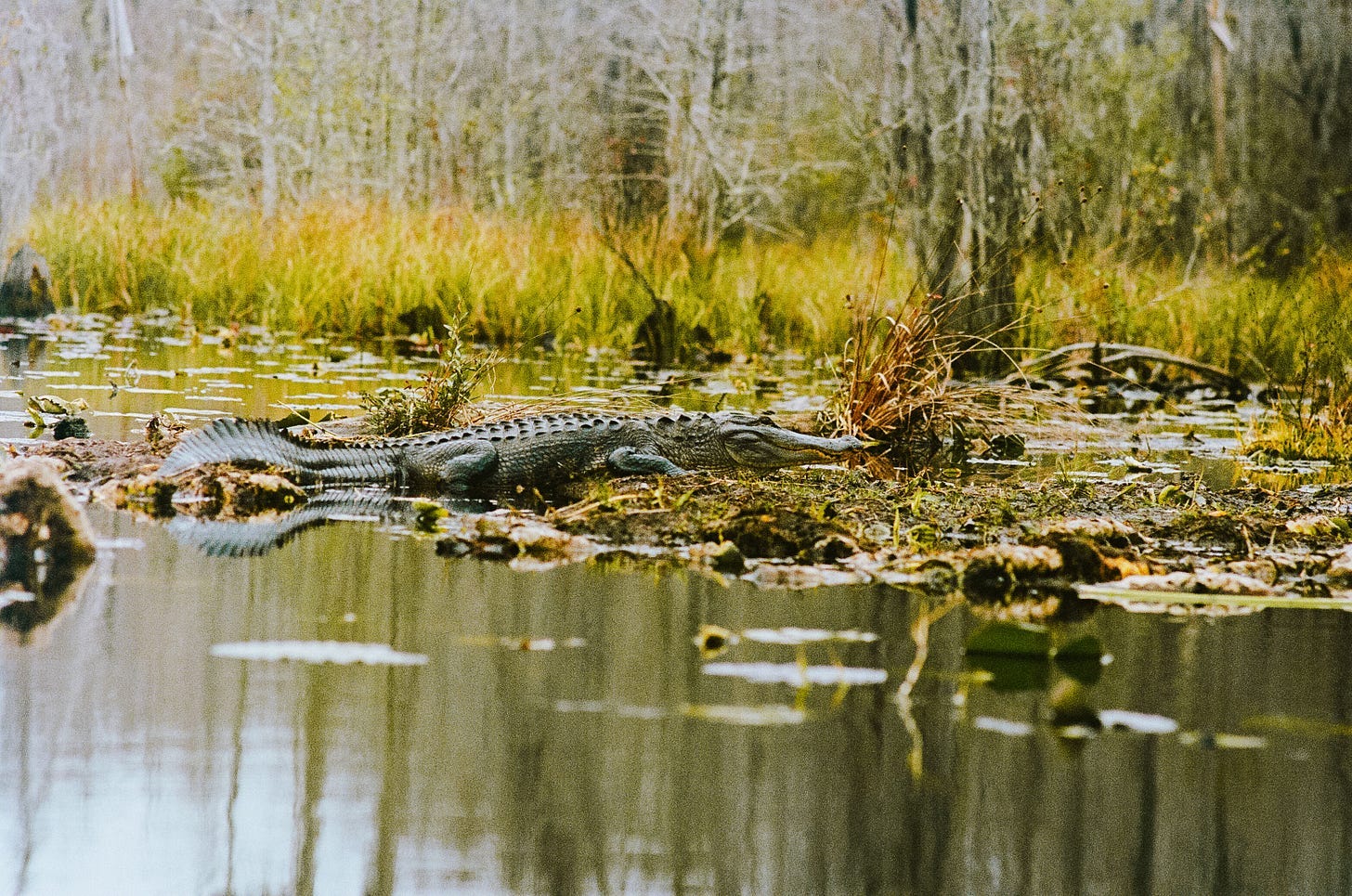 A crocodile in the water

AI-generated content may be incorrect.