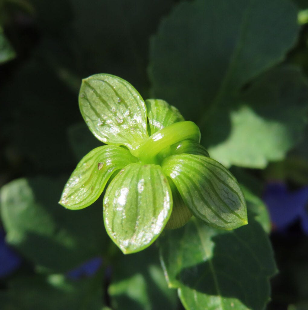 ダリアの小さな蕾をアップで撮影した写真｜光沢のある緑の葉と花芽が美しい初夏の植物