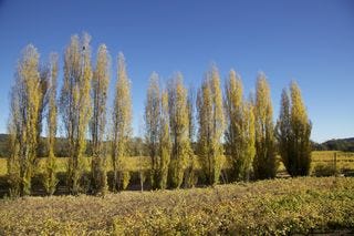 A - Napa Valley @ 700 dpi 23 A - Napa Valley @ 700 dpi 23