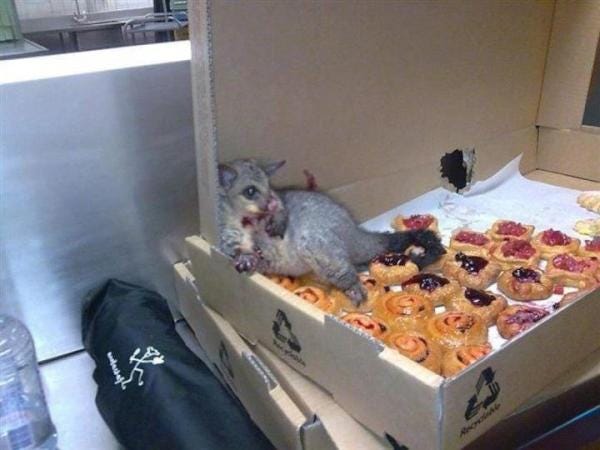 Remember when a possum broke into an Australian bakery? : r/aww