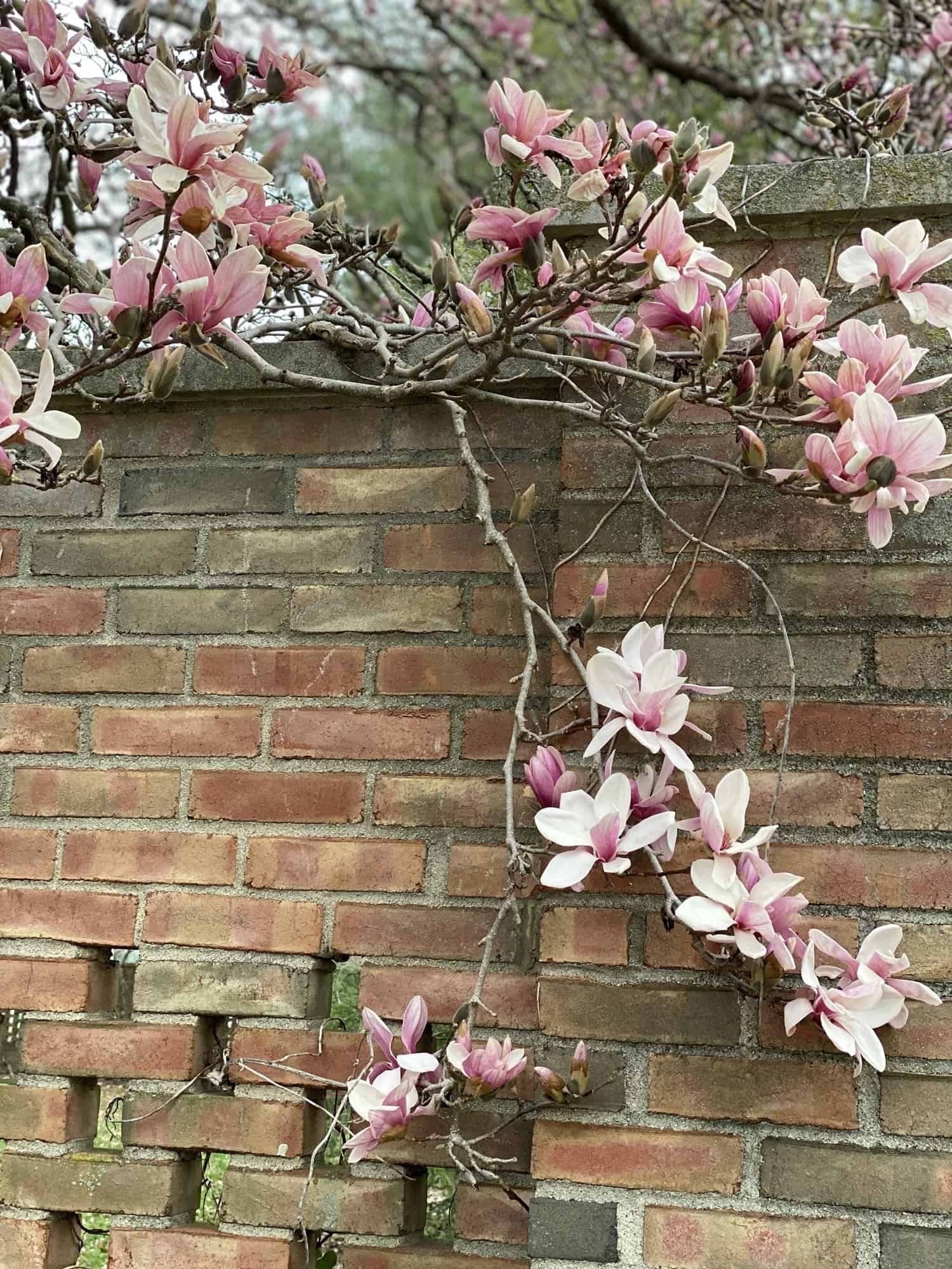 A close-up view of pink magnolia flowers blooming against a brick wall, symbolizing resilience and hope in nature, My Forever Son, Healing from Grief: Nature's Resilience and Hope