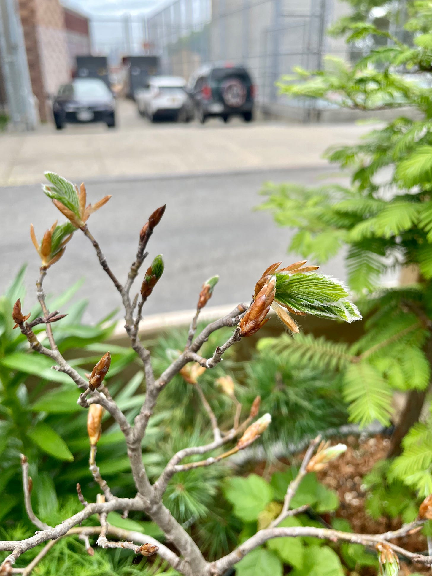 ID: Photo of beech bonsai tree's apex and buds popping with new leaves, which are coated in downy white hairs.
