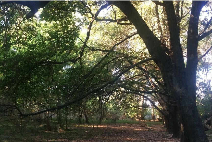 The Ego Post: A Writer’s Life