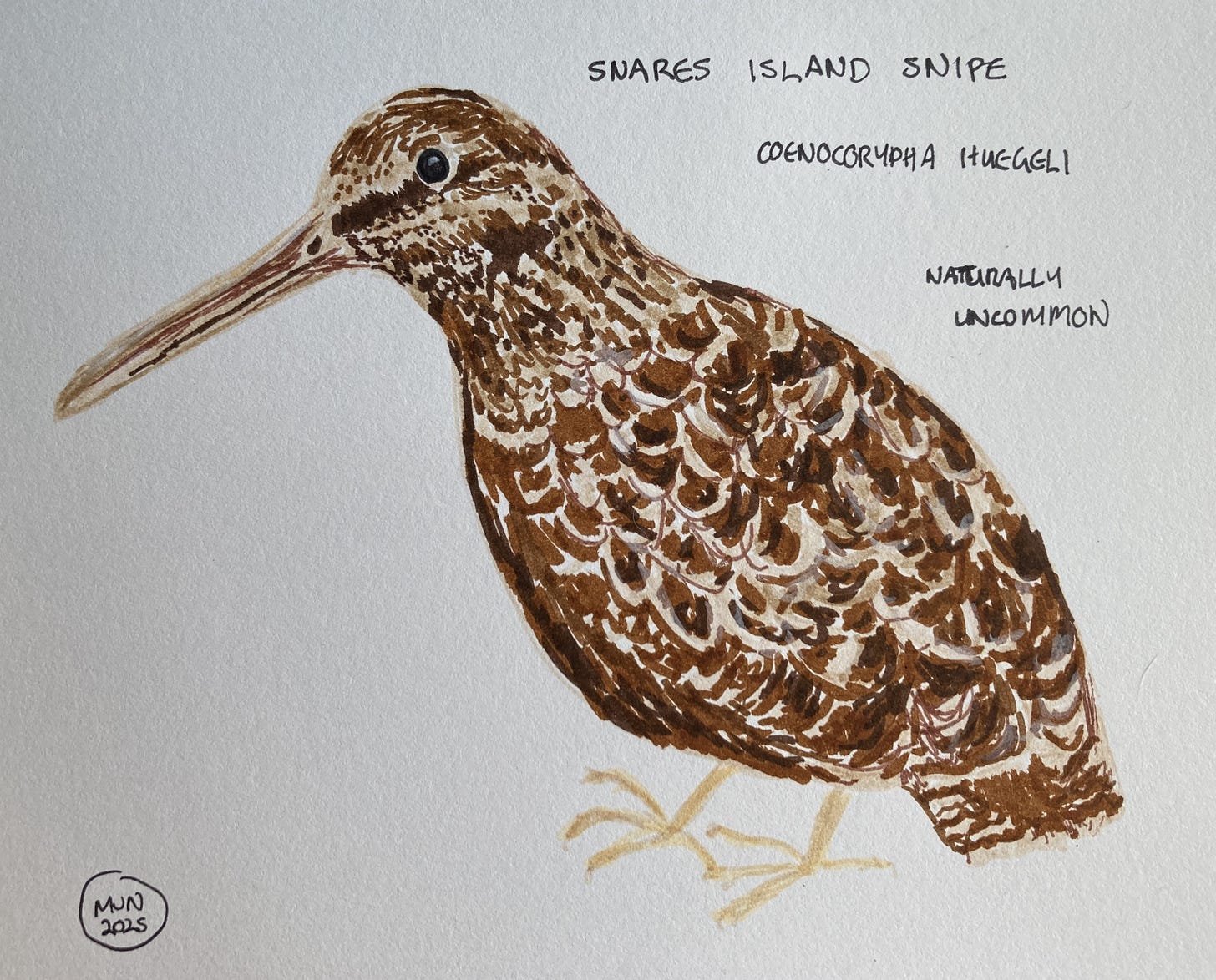 A felt pen drawing of a mottled mid-brown bird with a long, stout beak and rounded body, Snares Islands snipe, Coenocorypha huegeli (Naturally uncommon)