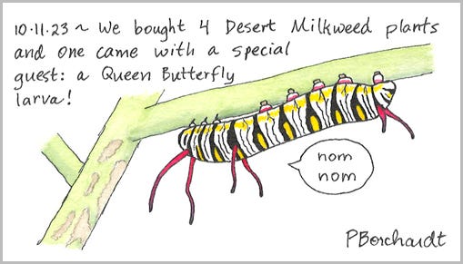 Perpetual Journal, week of Oct. 8-14 (partial page): Queen Butterfly Larva (2023)