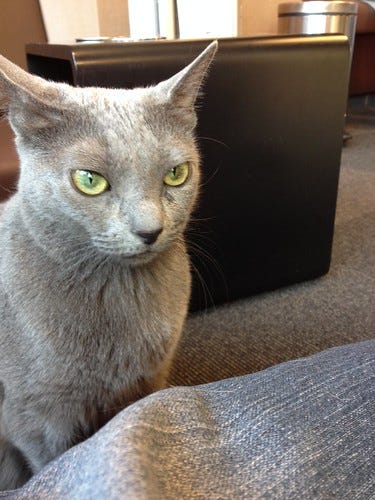 Green Eyed Cat Green Eyed Cat