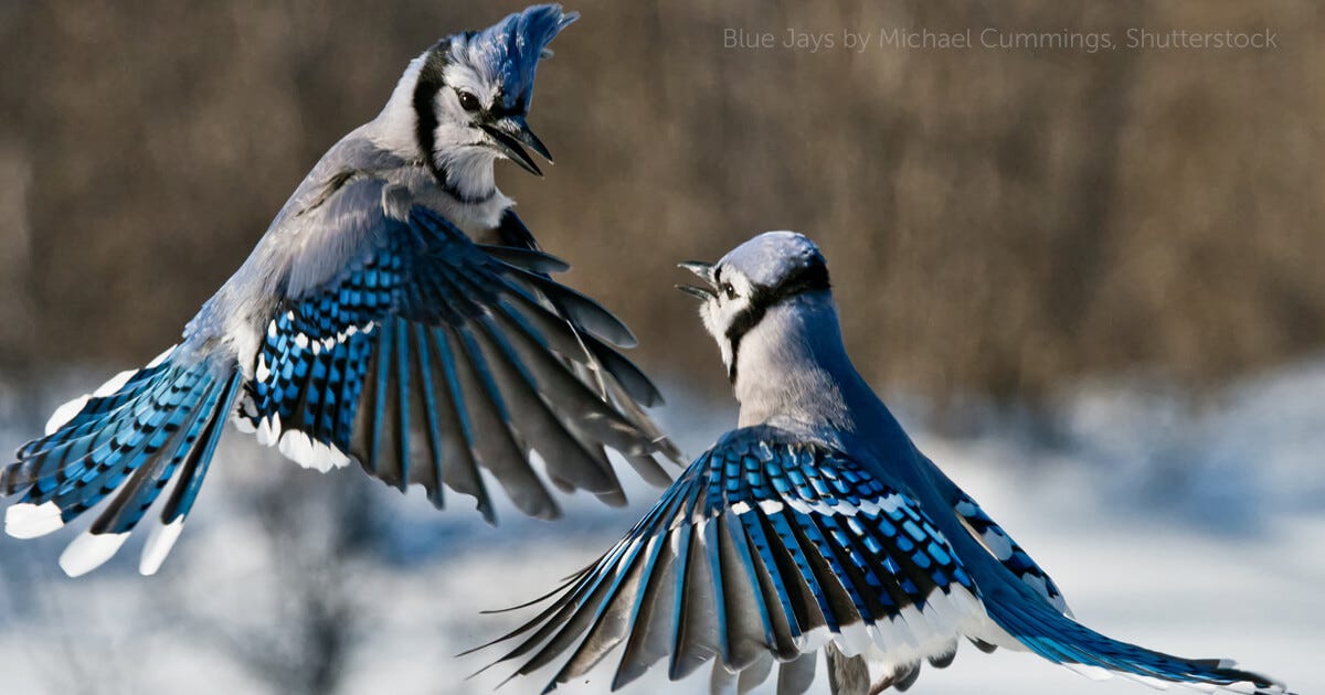 Blue Jay - American Bird Conservancy