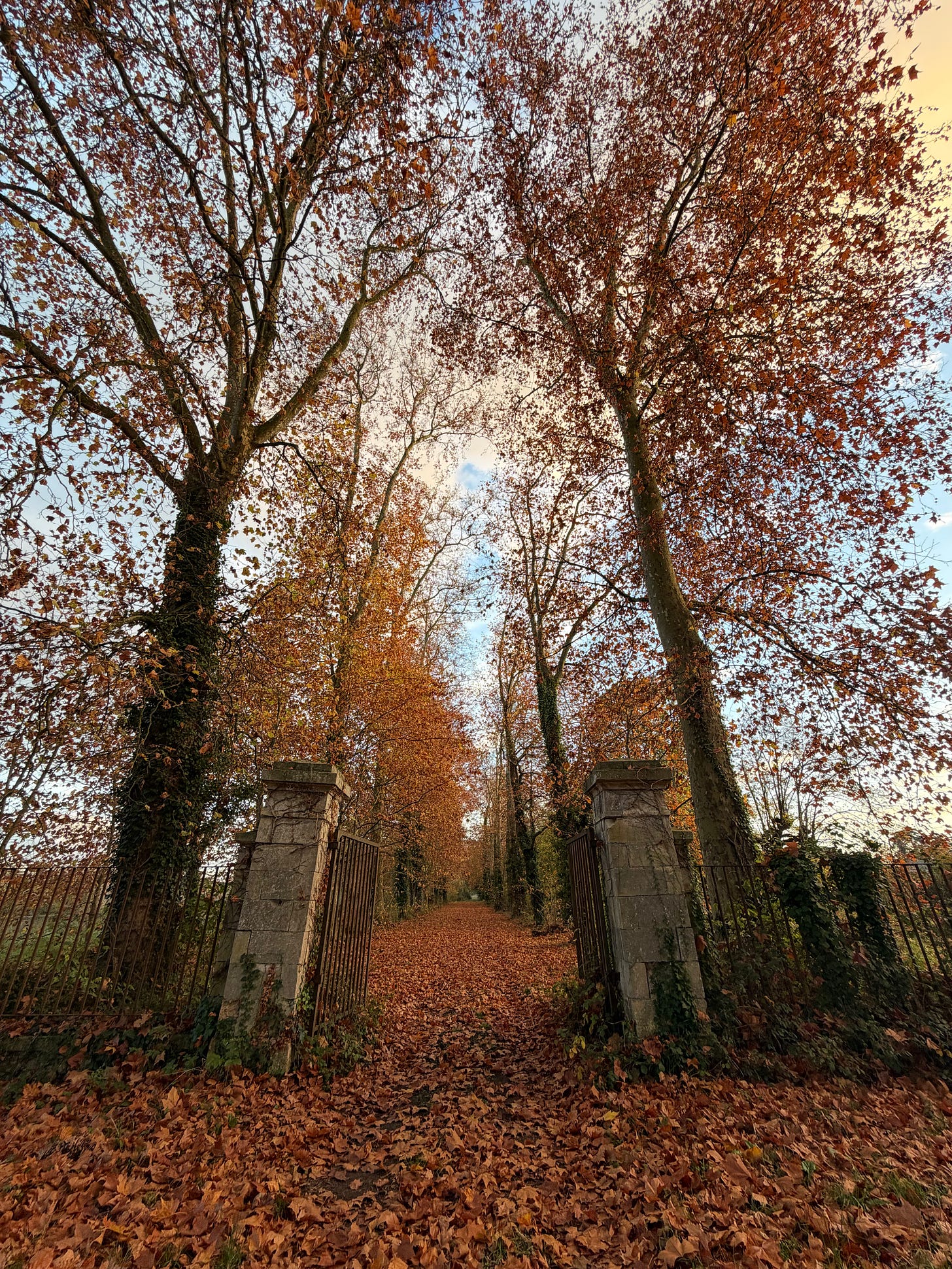 Looking up a long tree-lined avenue carpeted in copper fallen leaves, framed by two tall stone gateposts with old iron gates, beneath tall trees turning orange and gold against a pale sky.