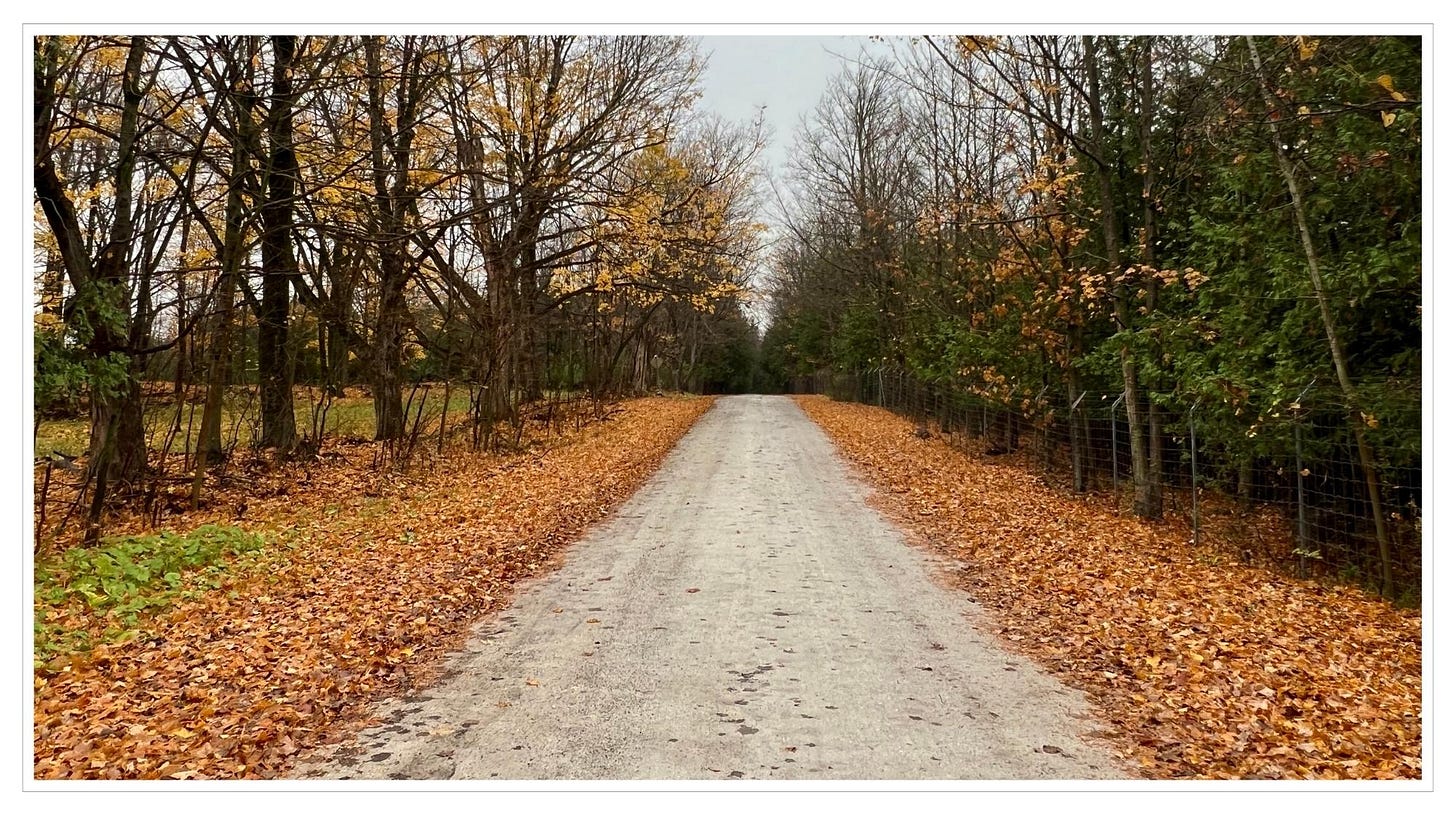 Narrow gravel road, flanked by autumn leaves & trees