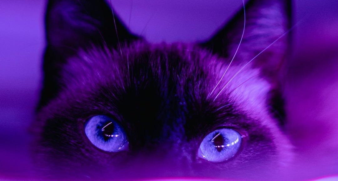 black cat in pink background black cat in pink background