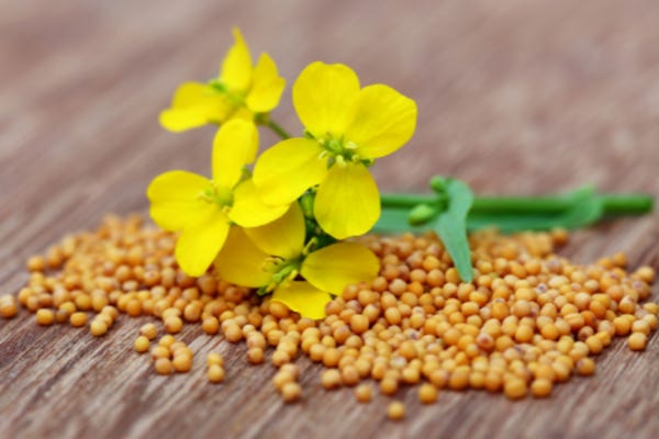 Faith Like a Mustard Seed | Spinnaker Trust