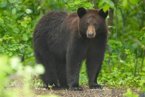 Black bear in the shadows of a birch tree forest, Ursus americanus ...