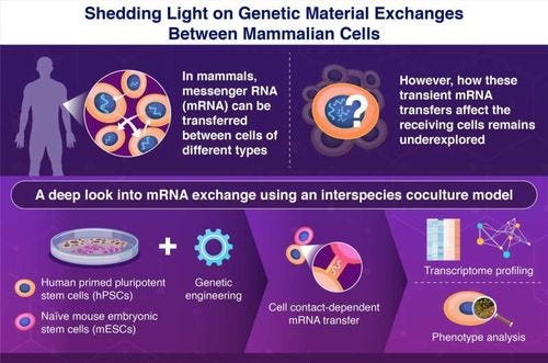Cell connects: Breaking barriers in stem cell communication through mRNA transfer