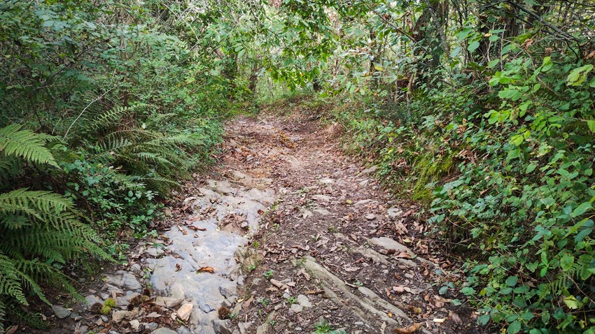 Senda en el bosque