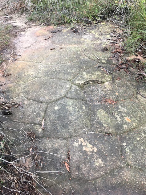 Womens rock, giant Grandmother Tree, crocodile writing
