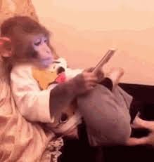 Sunakook Monkey GIF - Sunakook Monkey ...
