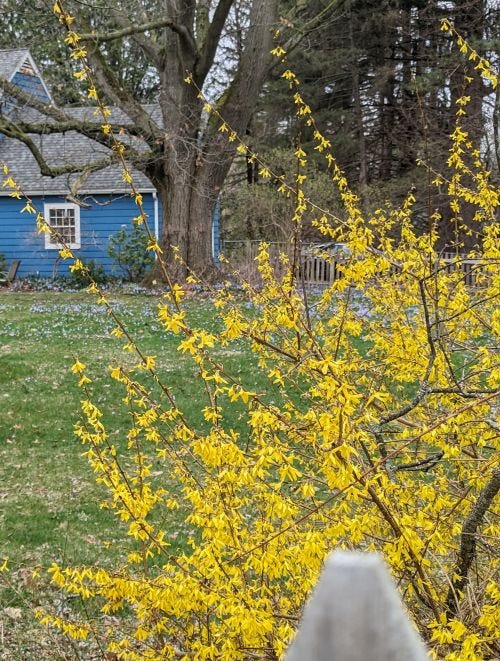 forsythia