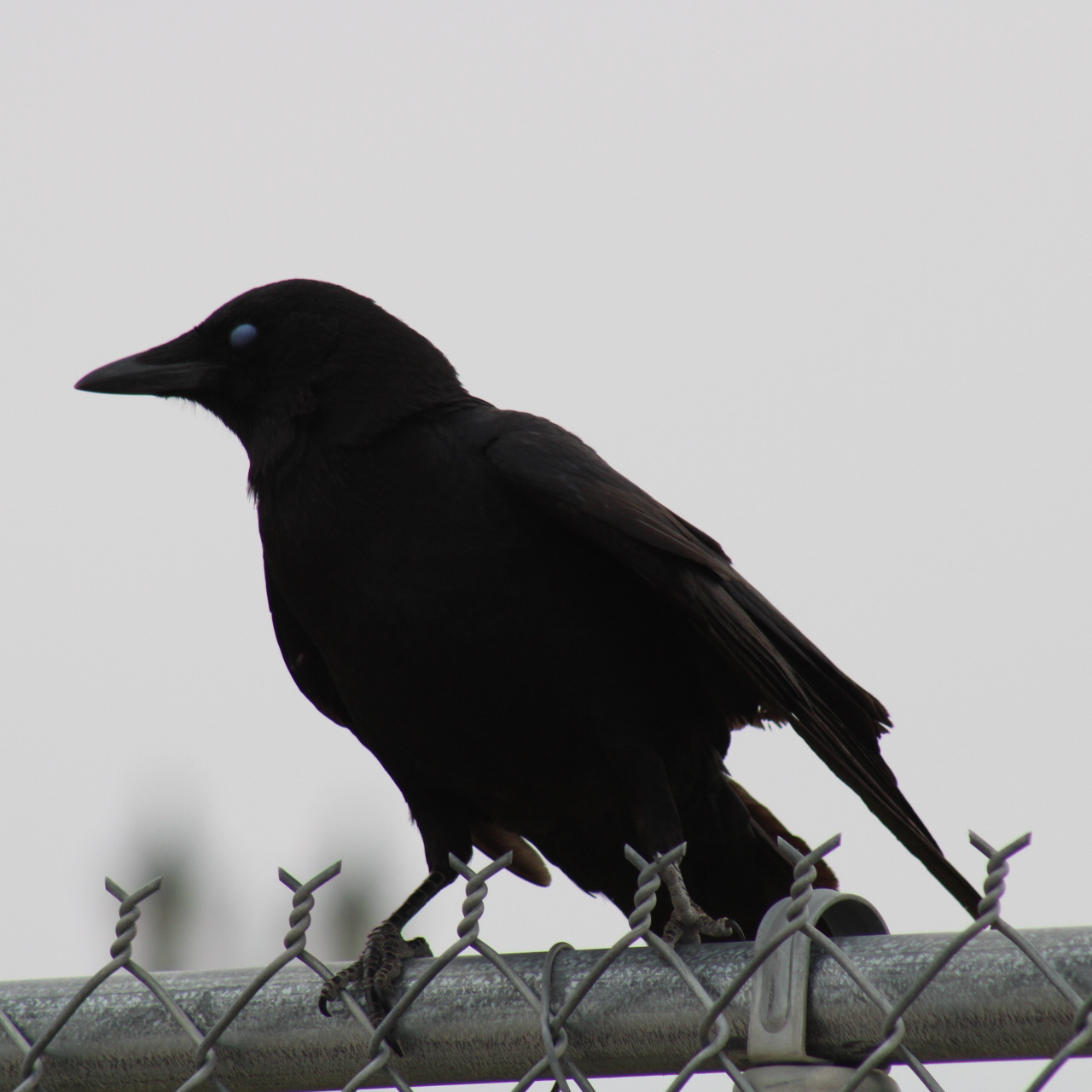 Poetry Is For the Birds