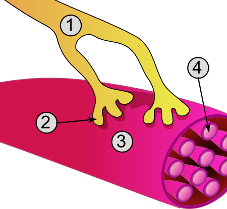 A cartoon of a human body
AI-generated content may be incorrect. A cartoon of a human body
AI-generated content may be incorrect.