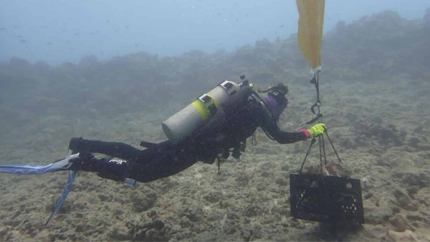 A diver pinning mesh over rubble beside surviving coral colonies A diver pinning mesh over rubble beside surviving coral colonies