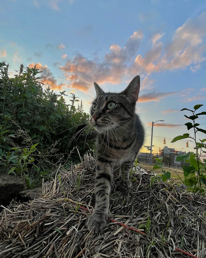 cute cat pictures