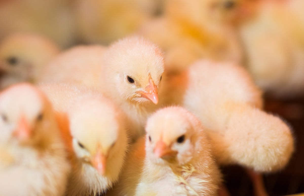 How to Care for Baby Chicks - Abundant Permaculture