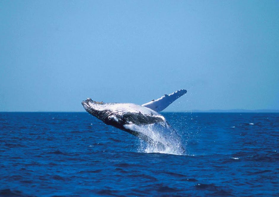 Humpbacks return to North QLD waters