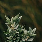 Into the plant realm