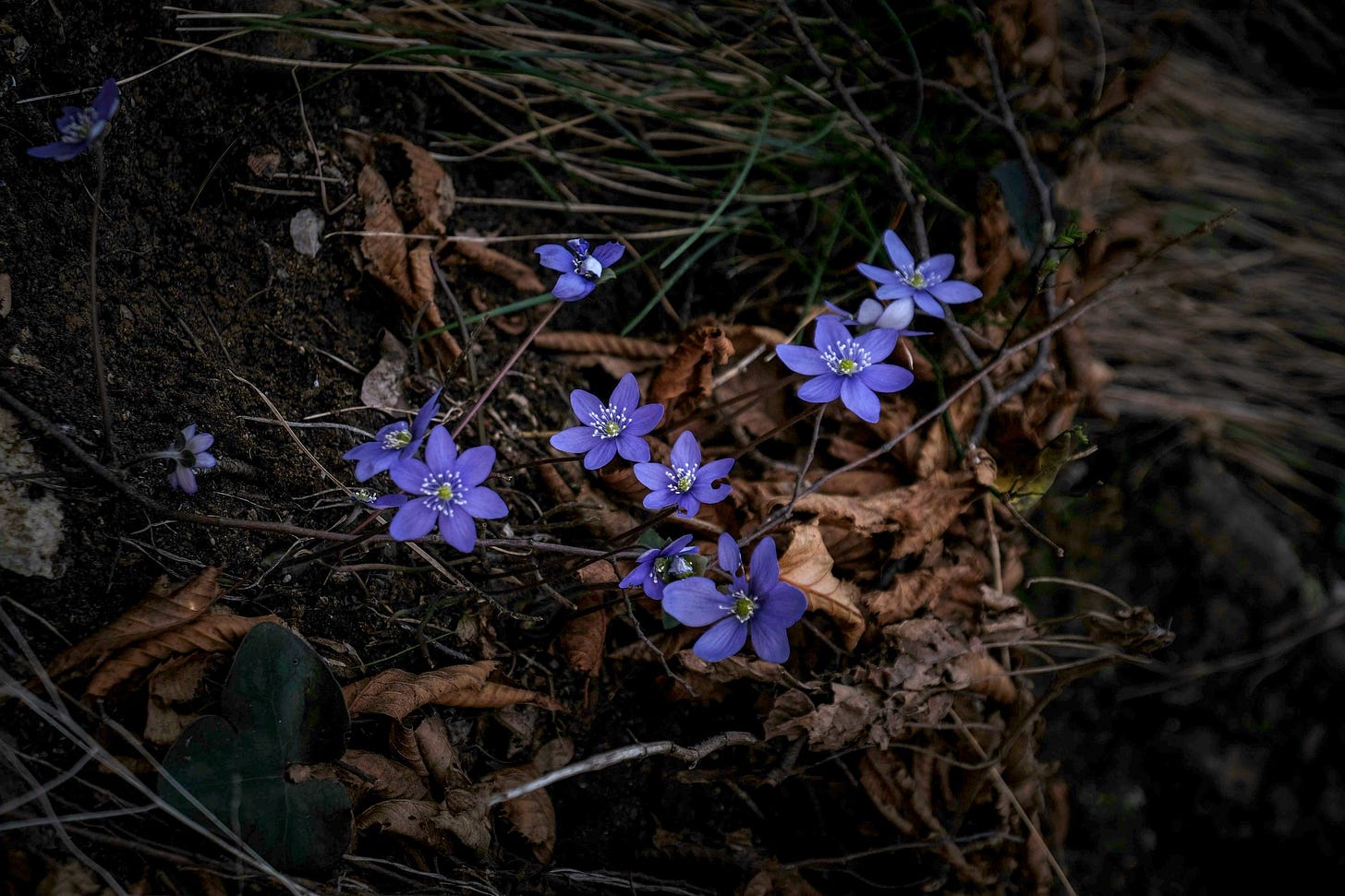 small blue flowers push through decaying leaves on the forest floor