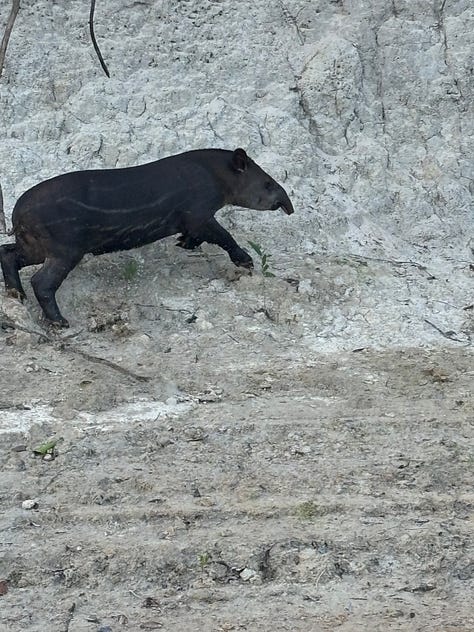 A deer, Tapir and monkey in the amazon jungle