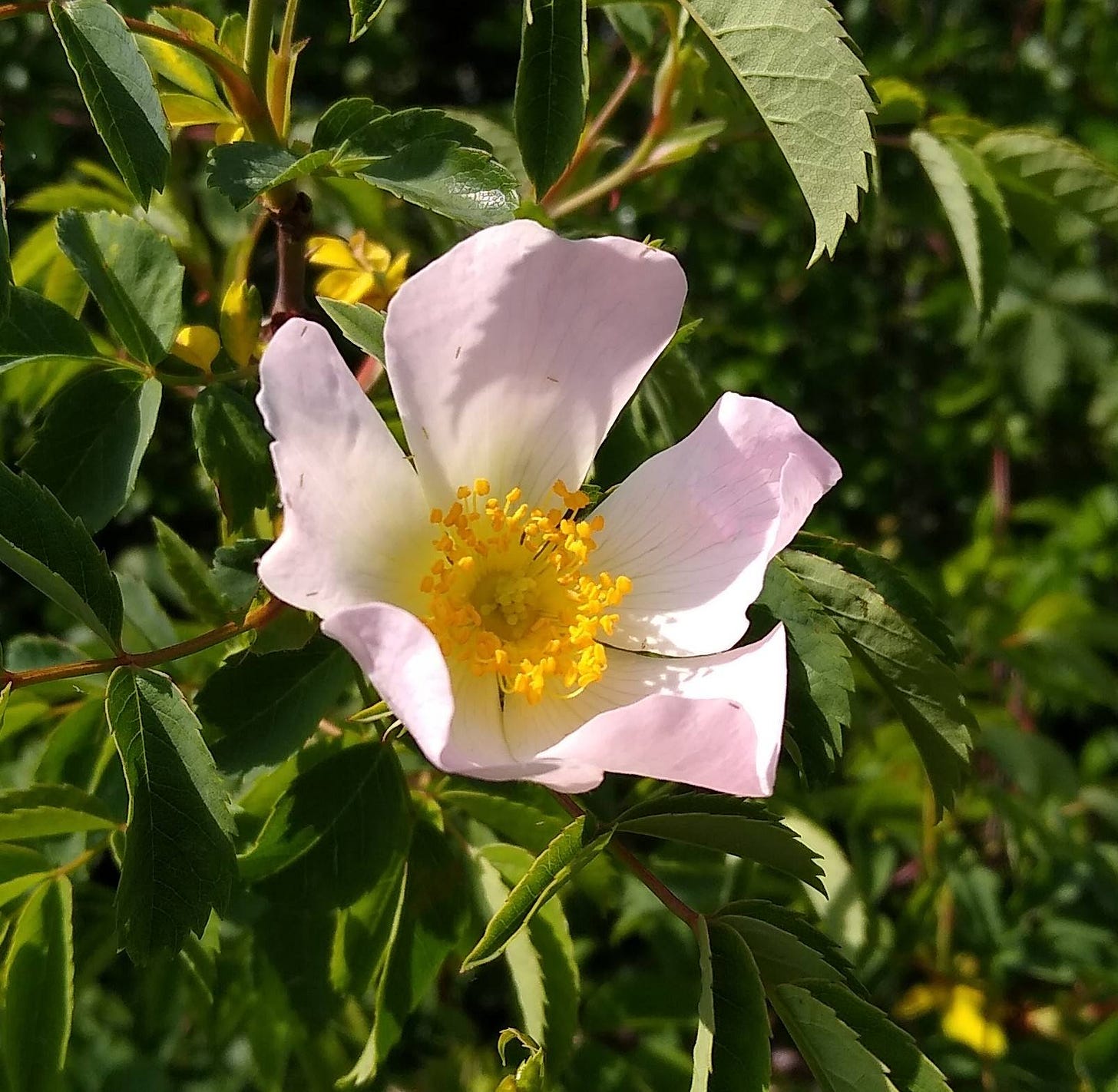 May be an image of flower