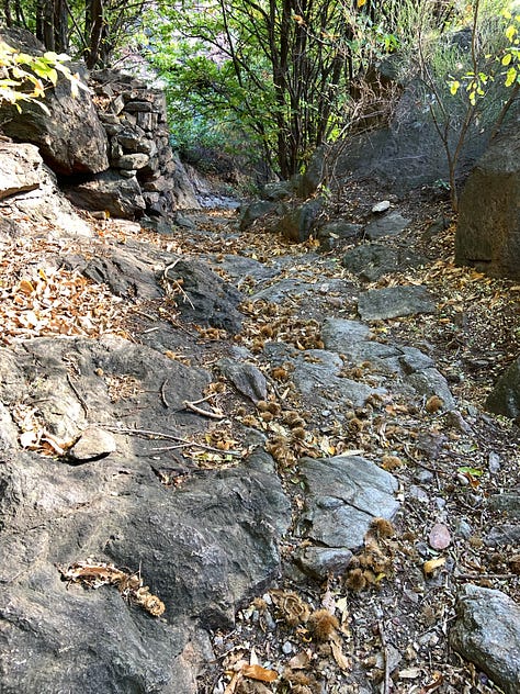 Autumn Walks In The Forests And In The Mountains: The Perfect Escape From City Life