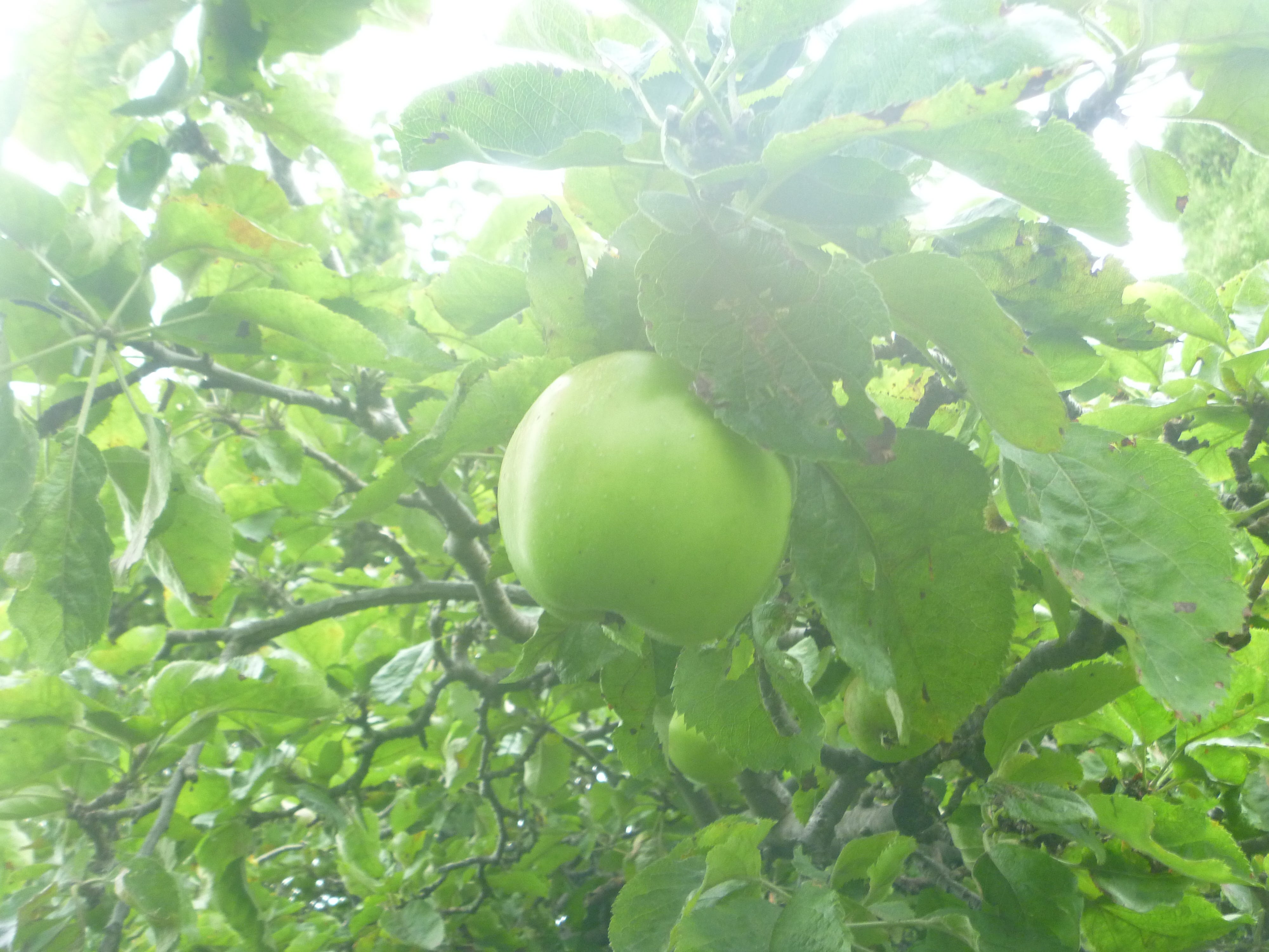 Early Harvest - by Juliet Wilson - Crafty Green Poet