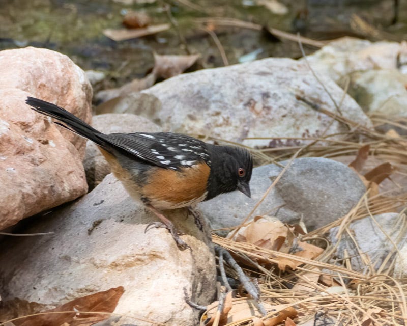 20250430-Chiricahuas-235-Edit.jpg 20250430-Chiricahuas-235-Edit.jpg