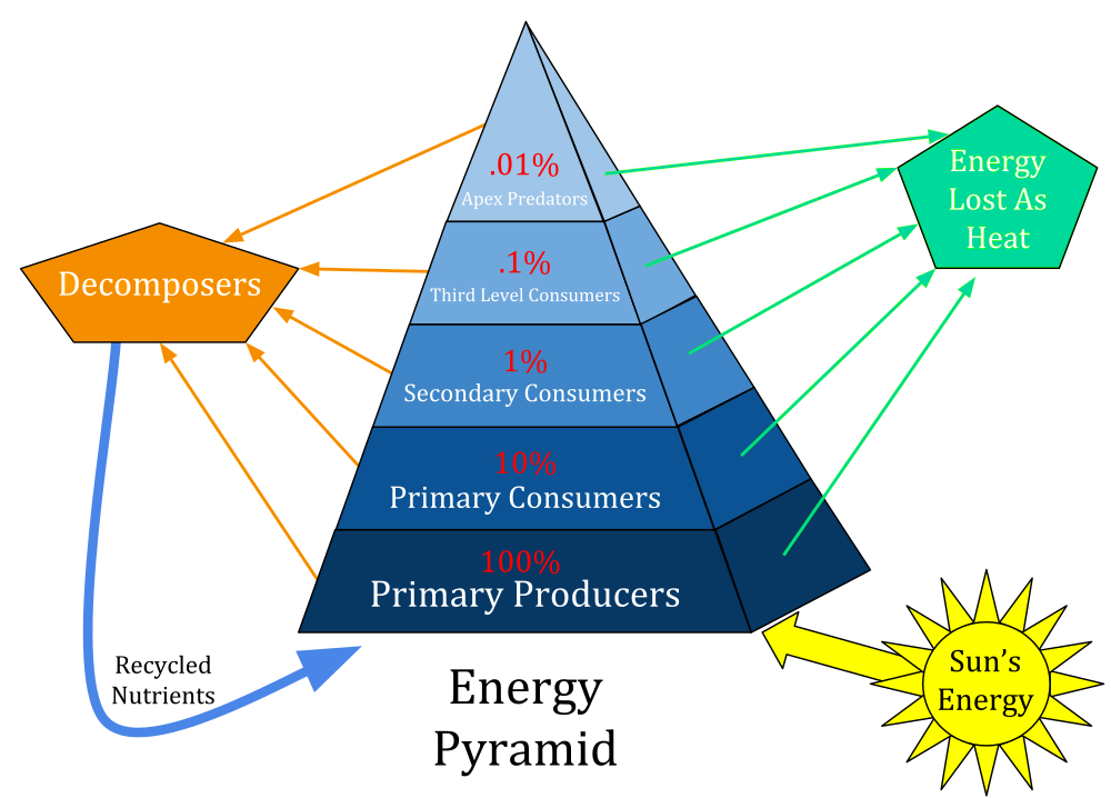 Ecological pyramid - Wikipedia