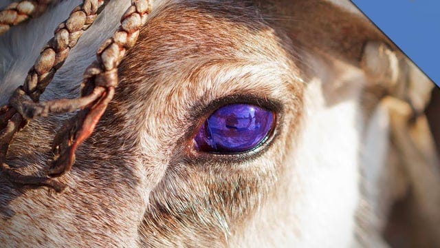🔥 A Reindeer's eyes turn blue in the winter so they can see better in low  light : r/NatureIsFuckingLit
