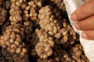 Kopi luwak, coffee seeds from faeces of palm civet. Lampung, Indonesia