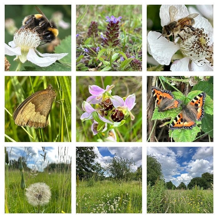 Ryebank Fields: six bees and butterfly piscutres and three of the field
