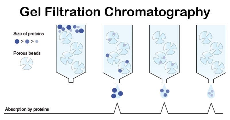 Gel Filtration Chromatography Gel Filtration Chromatography