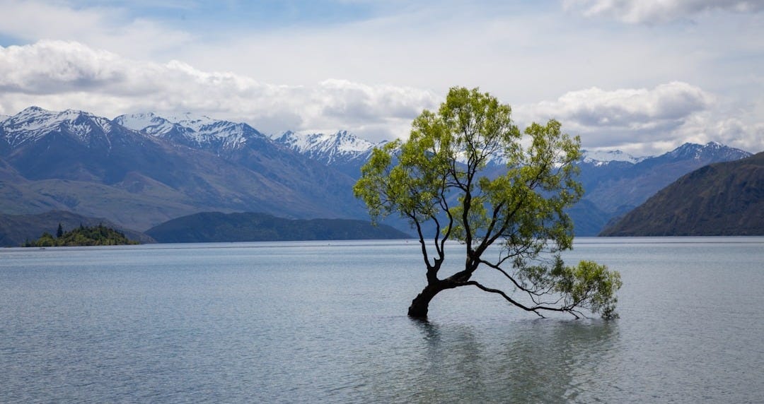 tree on body of water