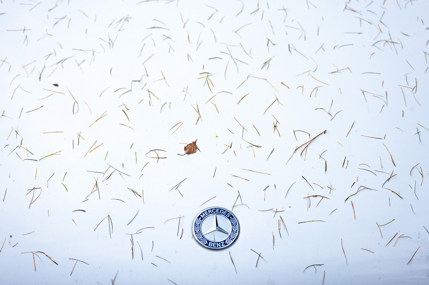 Fallen pine needles scattered across the bonnet of a white Mercedes Benz, minimal detail texture, photographed in the Lake District Fallen pine needles scattered across the bonnet of a white Mercedes Benz, minimal detail texture, photographed in the Lake District