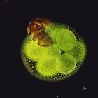 Pete Hegseth So Good At Job. Tabs, Fri., Feb. 13, 2026