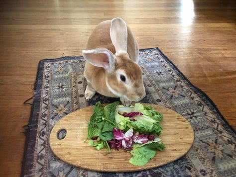Rabbit