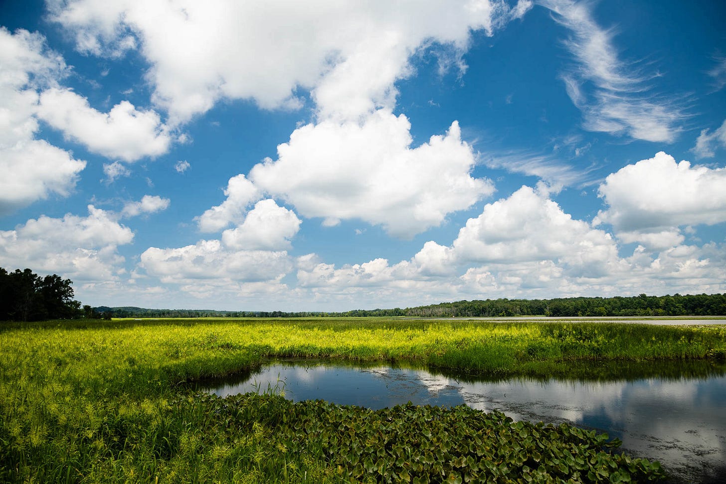 Get to know these five Chesapeake Bay wetlands Get to know these five Chesapeake Bay wetlands