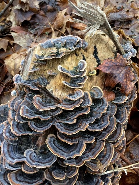 fungus2 fungus2