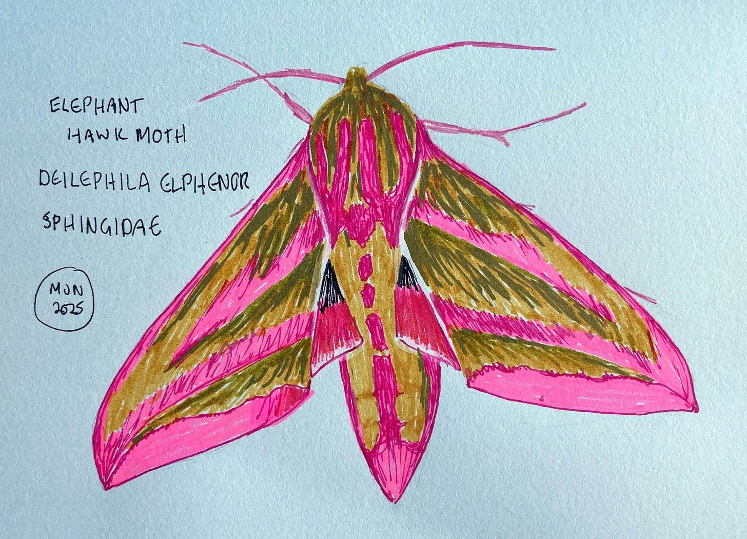 Felt pen drawing of a pink and olive green moth, Deilephila elpenor, Sphingidae