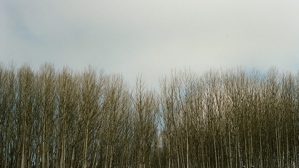 The trees wanted me to remind you