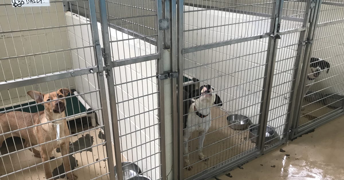 Animal Shelters In The Gulf South Are Literally Overflowing With Animals | WWNO Animal Shelters In The Gulf South Are Literally Overflowing With Animals | WWNO